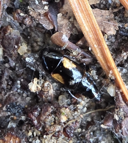 Tachinus subterraneus