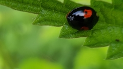 Harmonia axyridis