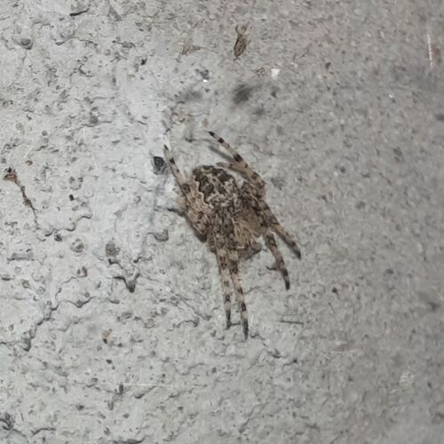 Larinioides ixobolus