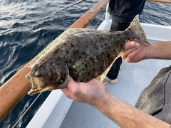California Halibut photo 4