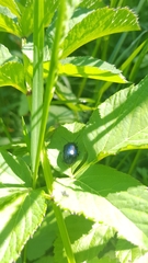 Chrysolinina