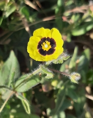 Tuberaria guttata