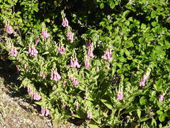 Digitalis