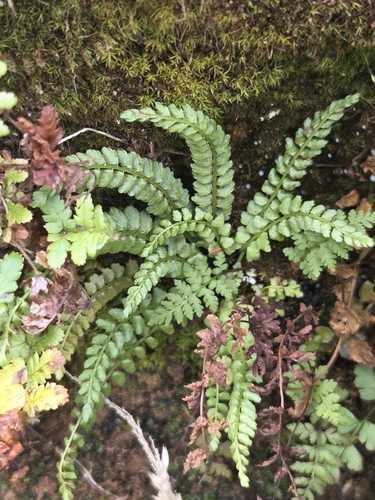 green spleenwort