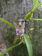 Aspasia epidendroides