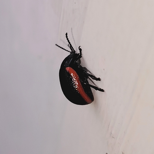 Chrysolina sanguinolenta