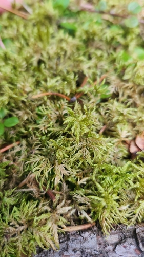 stairstep moss