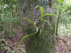 Aspasia epidendroides