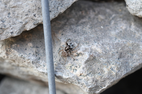 Half-edged Wall Jumping Spider