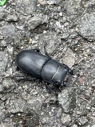 Lesser Stag Beetle