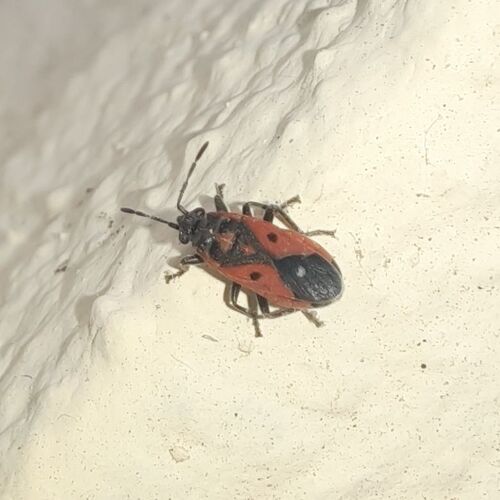 Melanocoryphus tristrami