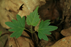 Tilia amurensis
