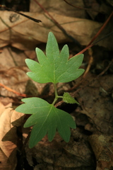 Tilia amurensis