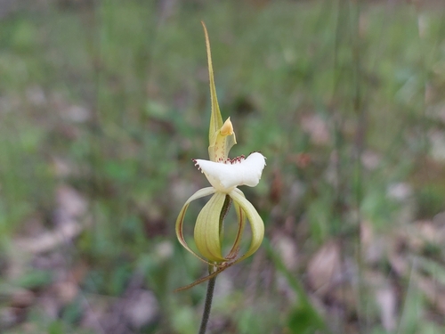 Caladenia hopperiana