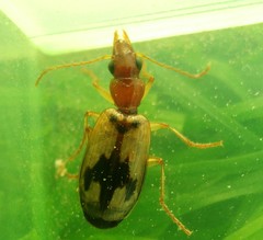 Cymindis andreae