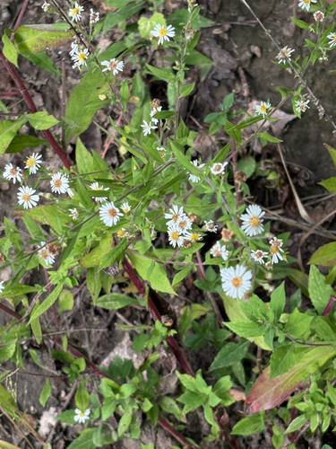 Symphyotrichum ontarionis