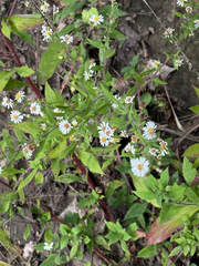 Symphyotrichum ontarionis, photograph (c) Bob, some rights reserved (CC BY)