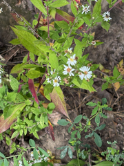 Symphyotrichum ontarionis, photograph (c) Bob, some rights reserved (CC BY)