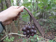 Bactris major