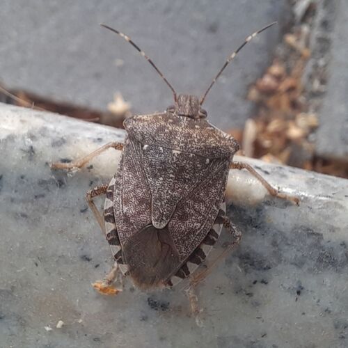 Brown Marmorated Stink Bug