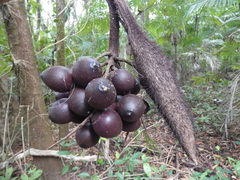 Bactris major