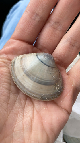 Rayed Trough Shell