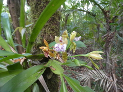 Aspasia epidendroides