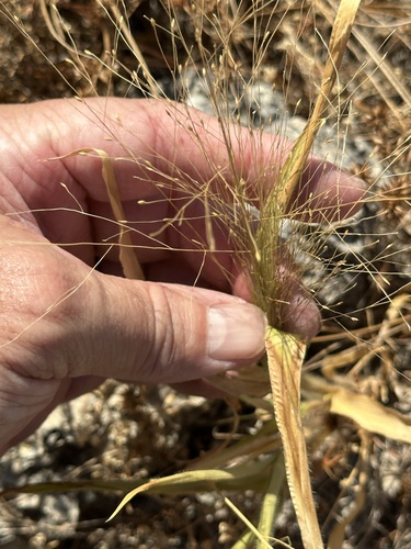 witch grass
