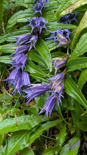Gentiana asclepiadea, photograph 5