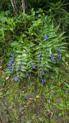 Gentiana asclepiadea, photograph 6