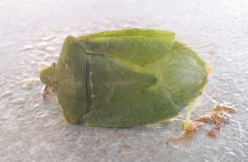 Southern Green Stink Bug