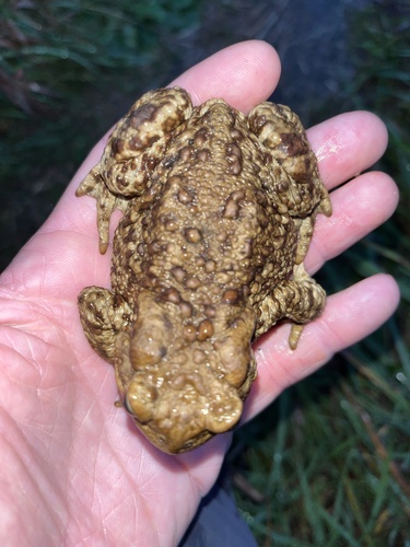 European Toad
