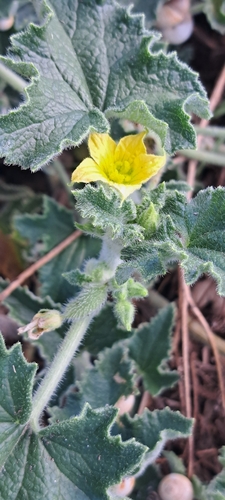 Ecballium elaterium, photograph 2