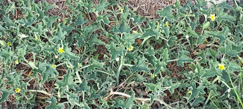 Ecballium elaterium, photograph 4