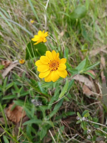 Aspilia montevidensis
