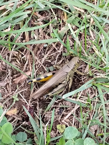 Differential Grasshopper