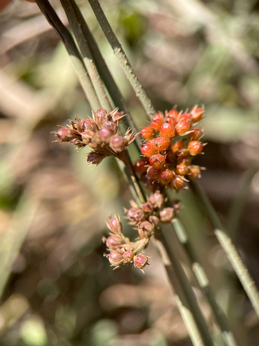 Juncus patens, photograph 2