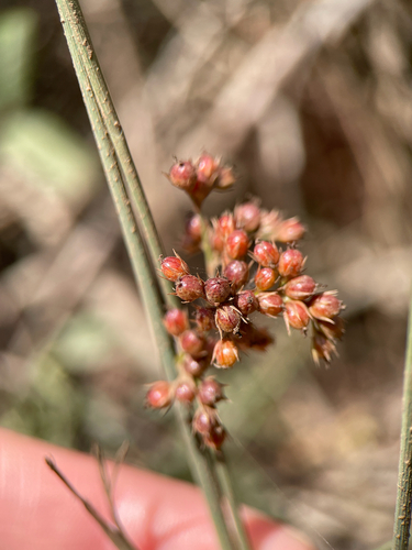 Juncus patens