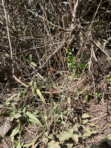 Juncus patens, photograph 4