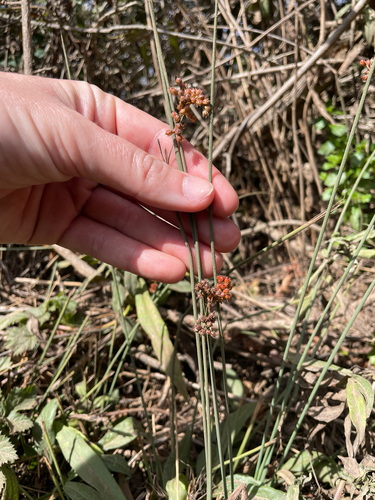 Juncus patens, photograph 3