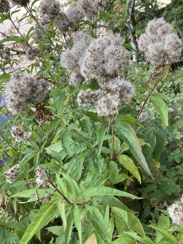 hemp agrimony