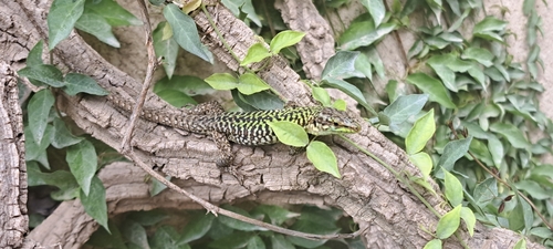 Italian Wall Lizard