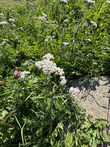 common yarrow