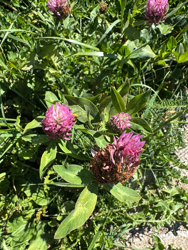 Red Clover