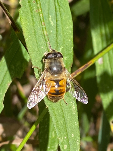 Common Drone Fly