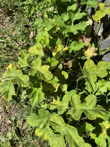 hogweed