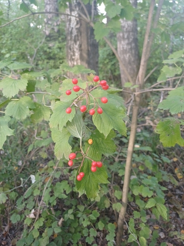 guelder-rose