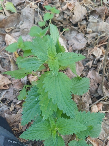 great stinging nettle