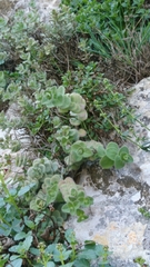 Origanum
