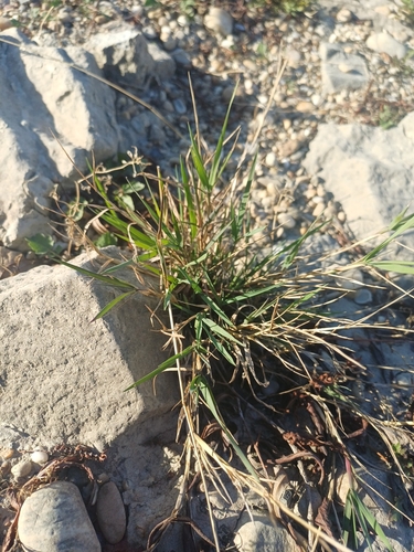 Bermuda grass